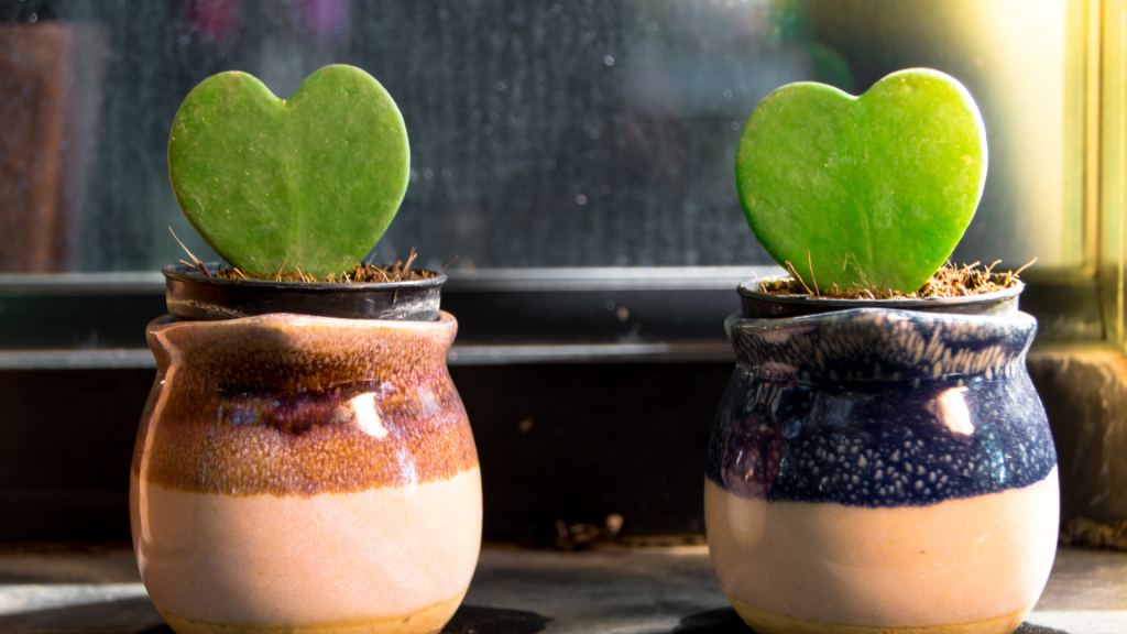 A close-up of two heart-shaped succulent plants in ceramic pots, symbolising sustainable and thoughtful alternatives to traditional Valentine’s Day gifts.